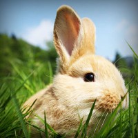 /album/adcomtilechea/photolia-a03-jpg/